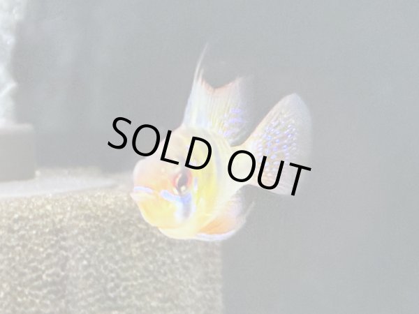 画像4: ドイツラミレジィ 1ペア (4)