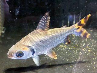 熱帯魚様 kotinettaigyo_06m0408-022