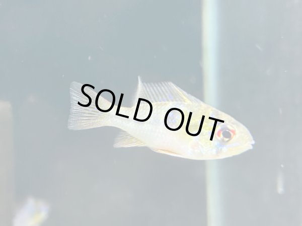 画像6: ドイツラミレジィ 1ペア (6)