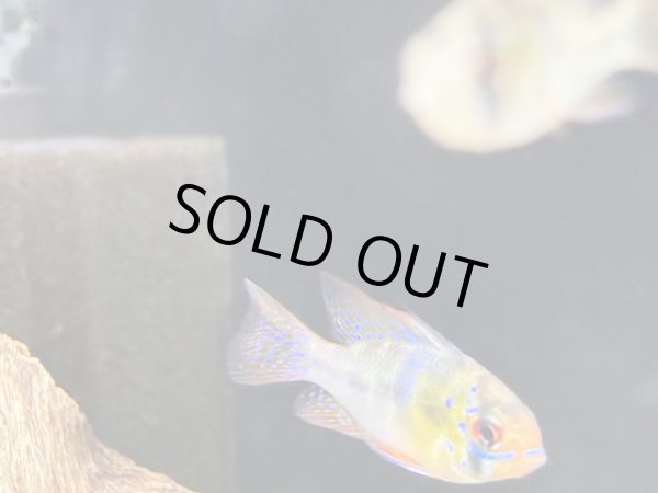 画像5: ドイツラミレジィ 1ペア (5)