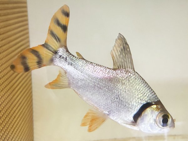 画像1: カラープロキロダス(14cm±)WILD★ (1)