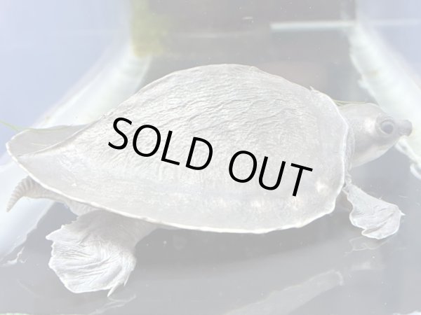 画像1: スッポンモドキ(9cm±)▲v (1)