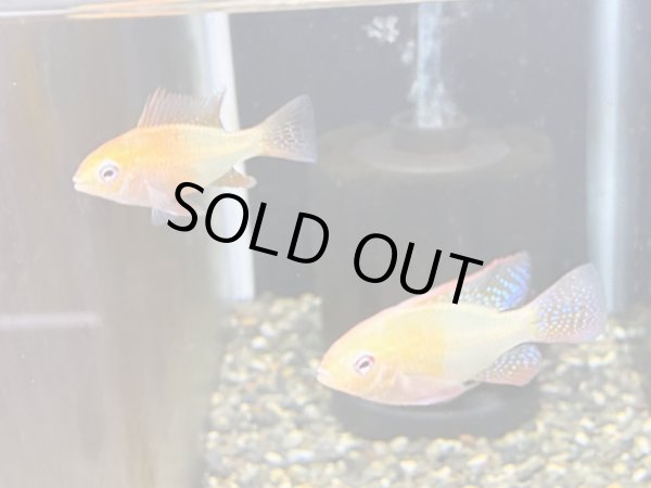 画像1: ジャパンレッドラミレジィ 1ペア (1)