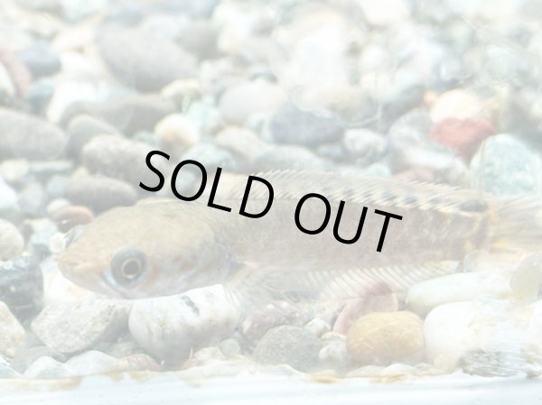 画像1: チャンナ プルクラ(3cm±)ブリード (1)