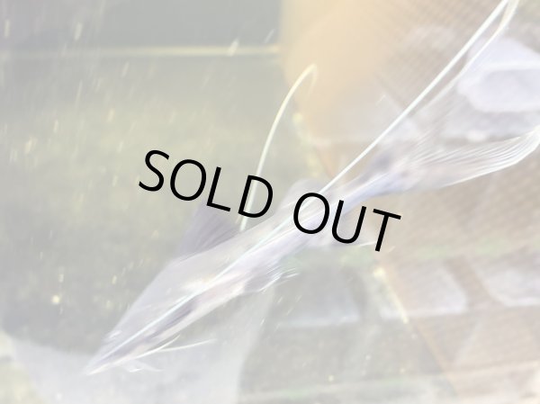 画像1: ピライーバ(12cm±)WILD (1)