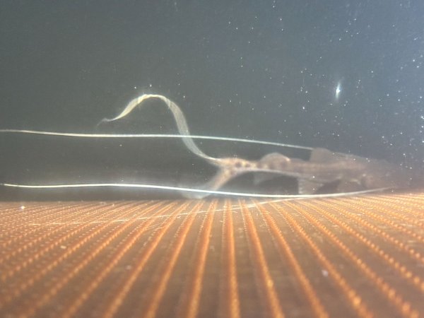 画像3: ピライーバ(12cm±)WILD★ (3)