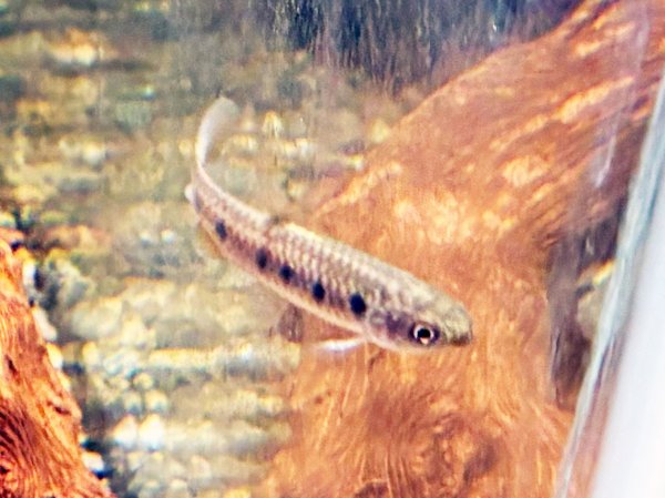 画像2: レビアシナ チョコエンシス(4cm±)WILDコロンビア★ (2)