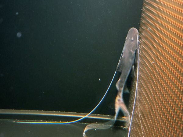 画像2: ピライーバ(12cm±)WILD★ (2)