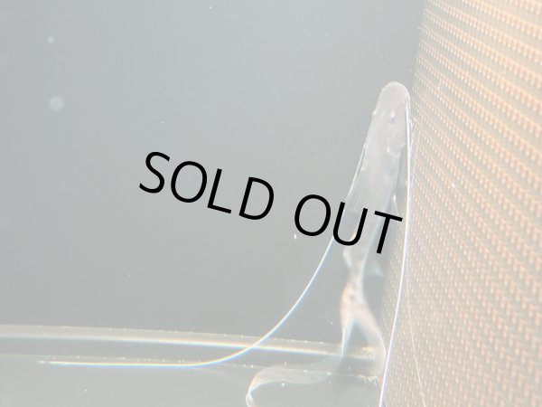 画像2: ピライーバ(12cm±)WILD (2)