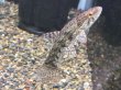 画像1: タイガーホーリー(8cm±)WILDコロンビア★ (1)