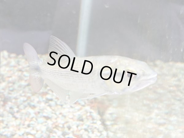 画像2: アイシャドードラドフィッシュ(11cm±)WILDコロンビア★ (2)