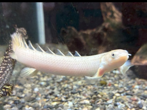 画像1: ポリプテルス ホワイトセネガルス(12cm±)★ (1)