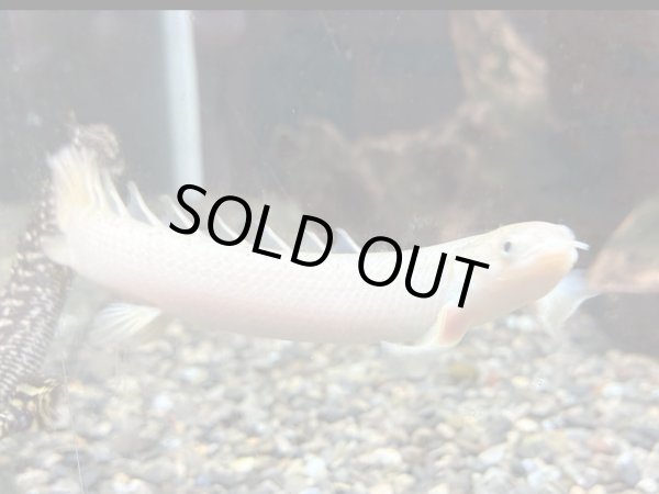 画像1: ポリプテルス ホワイトセネガルス(12cm±) (1)