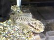 画像2: インディアンスネークヘッド(12cm±)WILDインド★ (2)