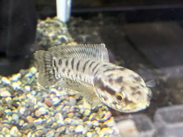 画像2: インディアンスネークヘッド(12cm±)WILDインド★ (2)