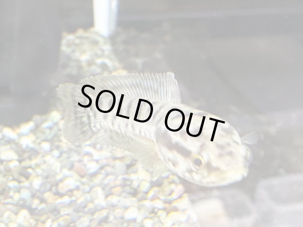 画像2: インディアンスネークヘッド(12cm±)WILDインド★ (2)