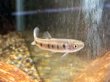 画像1: レビアシナ チョコエンシス(4cm±)WILDコロンビア★ (1)