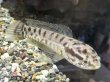 画像1: インディアンスネークヘッド(12cm±)WILDインド★ (1)