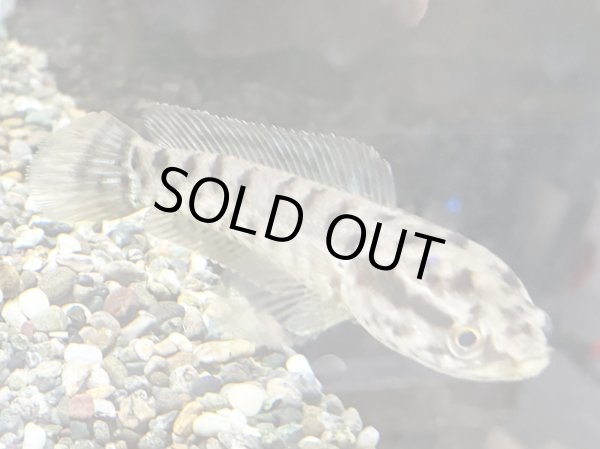 画像1: インディアンスネークヘッド(12cm±)WILDインド★ (1)