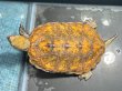 画像2: ニホンイシガメ オス(11.5cm±)WILD▲ (2)