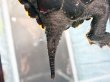画像6: ニホンイシガメ オス(11.5cm±)WILD▲ (6)