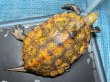 画像2: ニホンイシガメ オス(13cm±)WILD▲ (2)