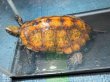 画像2: ニホンイシガメ メス(17cm±)WILD▲ (2)