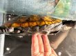画像4: ニホンイシガメ メス(17cm±)WILD▲ (4)