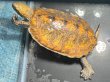 画像1: ニホンイシガメ オス(11.5cm±)WILD▲ (1)