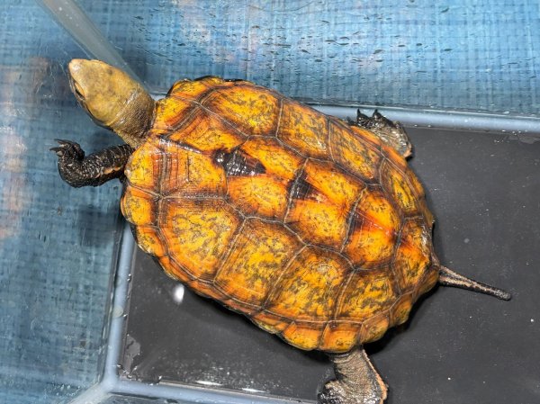 画像1: ニホンイシガメ メス(17cm±)WILD▲ (1)