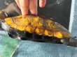 画像3: ニホンイシガメ メス(17cm±)WILD▲ (3)
