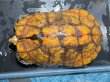 画像1: ニホンイシガメ メス(17cm±)WILD▲ (1)