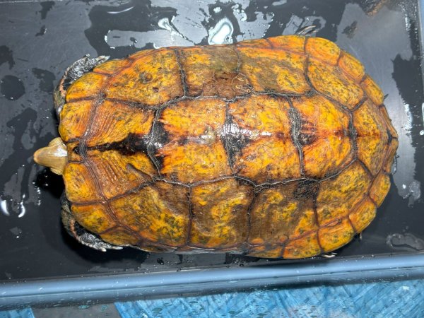 画像1: ニホンイシガメ メス(17cm±)WILD▲ (1)