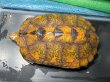 画像2: ニホンイシガメ メス(17cm±)WILD▲ (2)