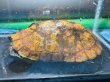 画像2: ニホンイシガメ メス(17cm±)WILD▲ (2)