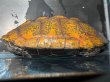 画像3: ニホンイシガメ メス(17cm±)WILD▲ (3)