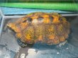 画像1: ニホンイシガメ メス(17cm±)WILD▲ (1)