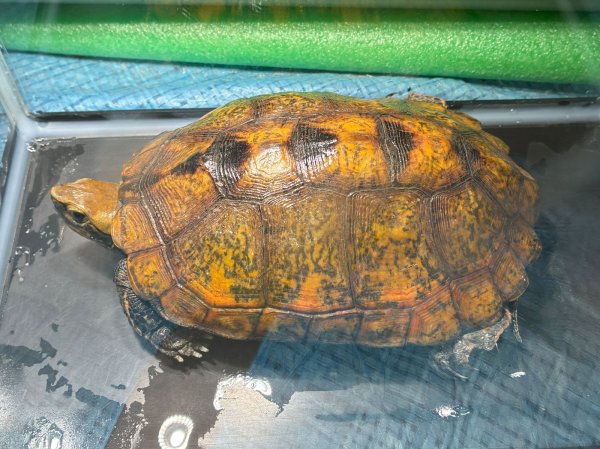 画像1: ニホンイシガメ メス(17cm±)WILD▲ (1)