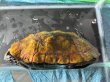 画像4: ニホンイシガメ メス(17cm±)WILD▲ (4)