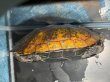 画像4: ニホンイシガメ メス(17cm±)WILD▲ (4)