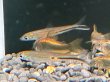 画像2: レッドテールヘミオダス(5cm±)WILD (2)