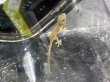 画像1: ニホンヤモリ(5cm±)WILD兵庫 (1)