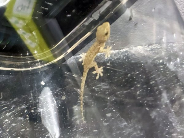 画像1: ニホンヤモリ(5cm±)WILD兵庫 (1)