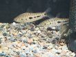 画像4: レポリヌス モラレシ(5cm±)WILDコロンビア (4)