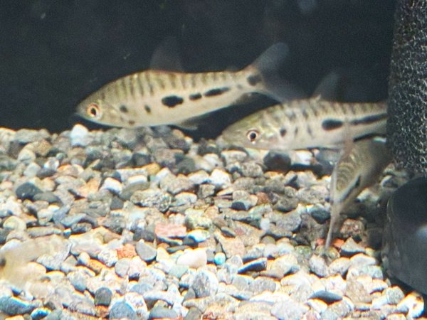 画像4: レポリヌス モラレシ(5cm±)WILDコロンビア (4)