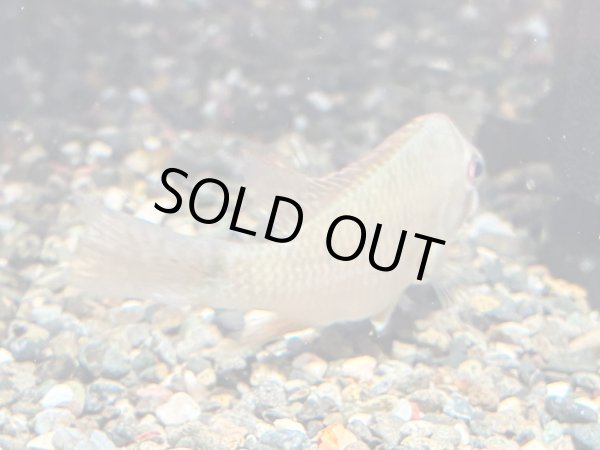 画像3: ゲオファーガス スタインダックネリー(8cm±)ブリード (3)