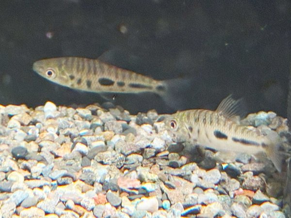 画像2: レポリヌス モラレシ(5cm±)WILDコロンビア (2)