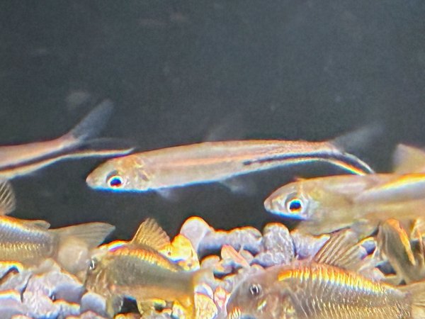 画像1: レッドテールヘミオダス(5cm±)WILD (1)