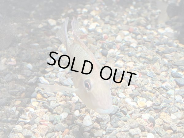 画像2: ゲオファーガス スタインダックネリー(8cm±)ブリード (2)