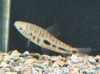 画像1: レポリヌス モラレシ(5cm±)WILDコロンビア (1)